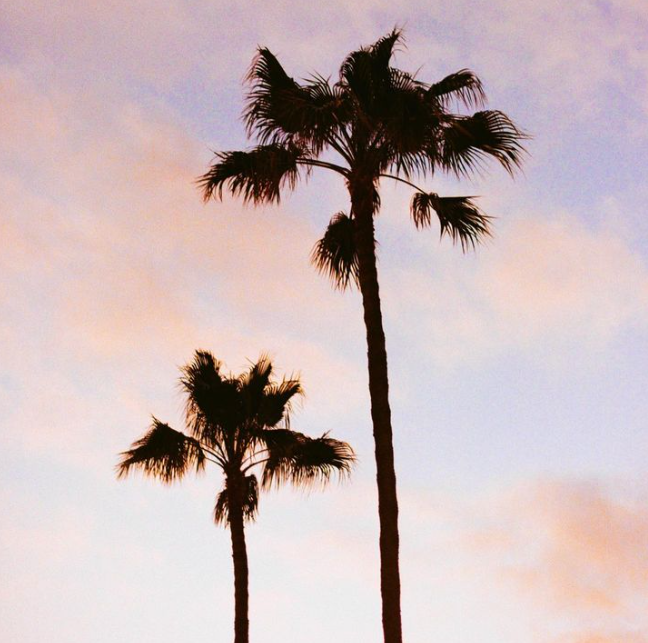 palms